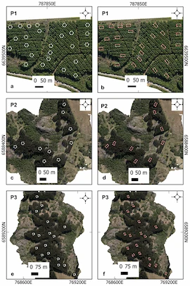Automated estimation of tree number in Pinus elliottii Engelm. and Eucalyptus sp. plantations using UAV imagery – Figure 3